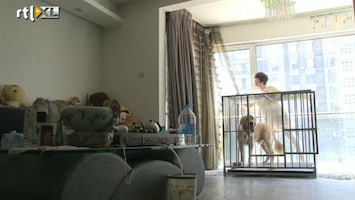 RTL Nieuws Ondergedoken honden in Peking