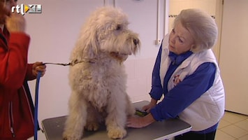 RTL Nieuws Hond gewassen door koningin Beatrix