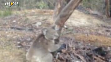 RTL Nieuws Koala valt twee keer in zelfde mijnschacht