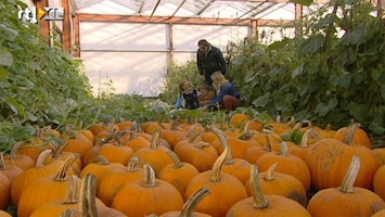 Green-kids Halloween en pompoenen