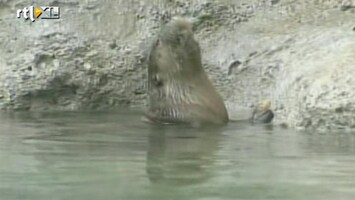 RTL Nieuws Otter Joey durft niet te zwemmen