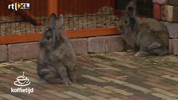 Koffietijd Dierentijd: Konijntjes