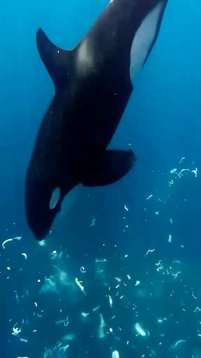 Orka ‘ramt’ op maanvis en laat die uit elkaar spatten
