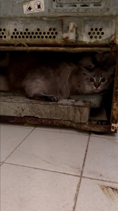 75 katten in klein Frans appartement