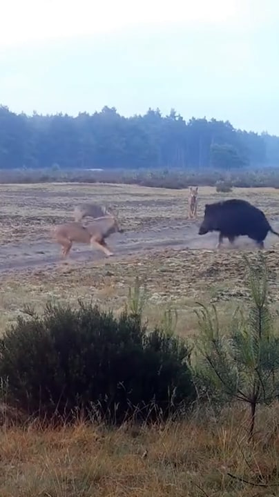 Wild zwijn verjaagt hondenroedel