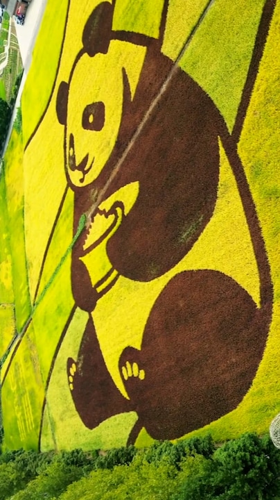 Kunst van rijst: gigantische panda trekt de aandacht