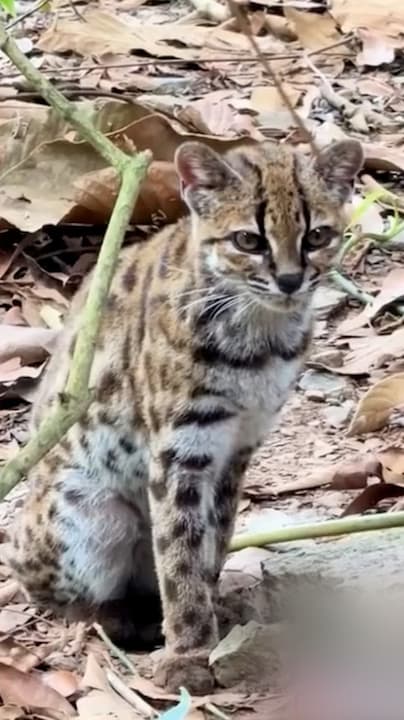Nieuwe wilde kattensoort ontdekt