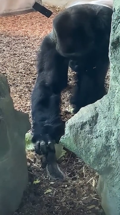 Gorilla ontdekt eekhoorn in verblijf 