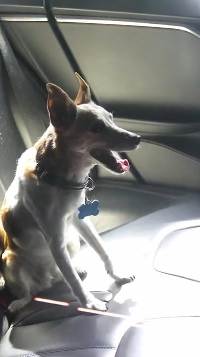 Hond urenlang alleen in auto