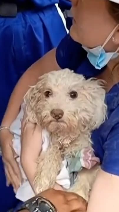 Hondje onder puin gered na 8 dagen