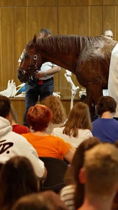 Er staat een paard in de klas