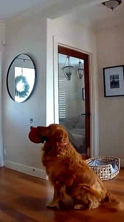 Hond wil spelen met inbreker