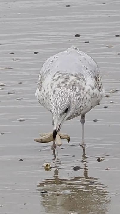 Duizenden zeesterren aangespoeld 