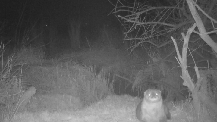 In beeld: na tientallen jaren is de otter terug in de Biesbosch