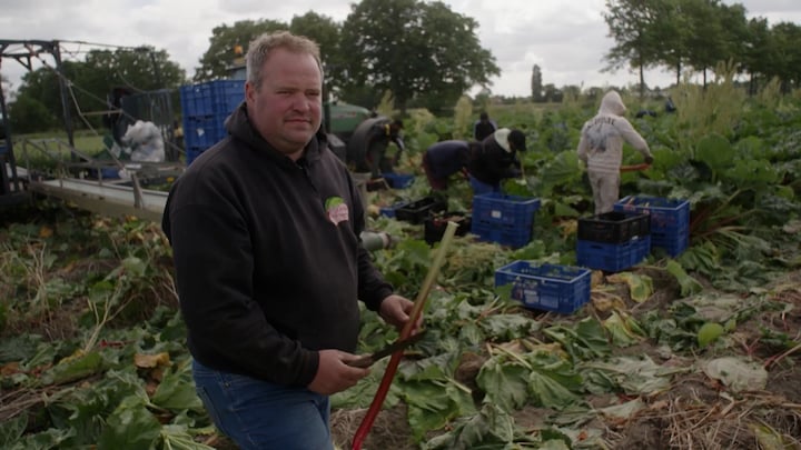 Vergeten groente rabarber: 'Kan je dit eten?' 