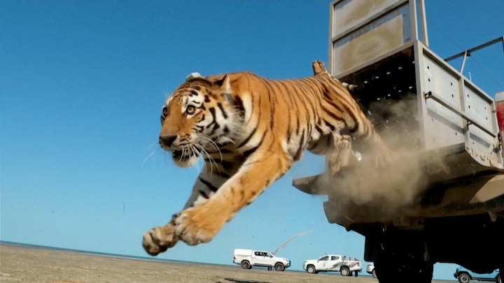 Siberische tijger na 70 jaar terug in Kazachstan