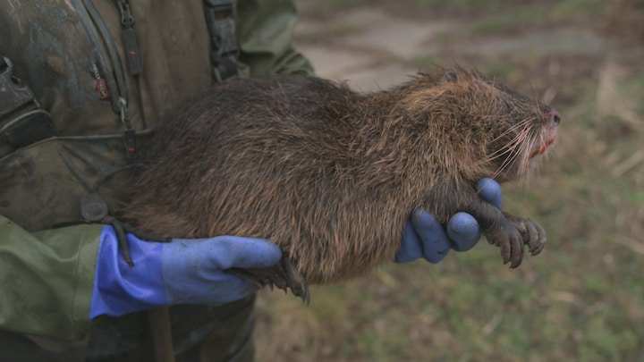 Steeds meer muskus- en beverratten in Nederland, en dat is slecht nieuws