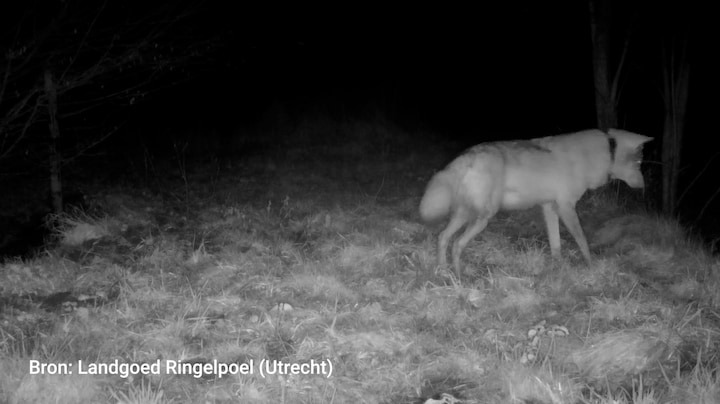 Dwars door vier provincies en zelfs rivier: gezenderde wolf legt flinke tocht af  