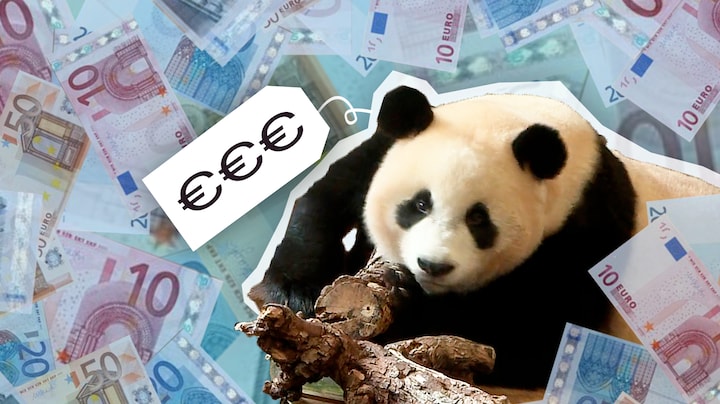 Peperdure panda is ideaal diplomatiemiddel voor China