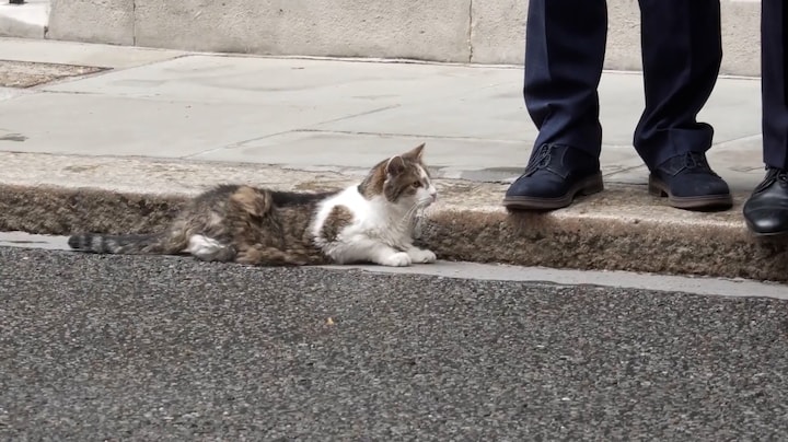 Beroemdste kat van Londen wint staredown met indringer