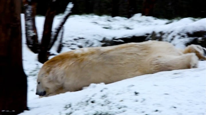 IJsberen in dierentuin door het dolle heen met dik pak sneeuw