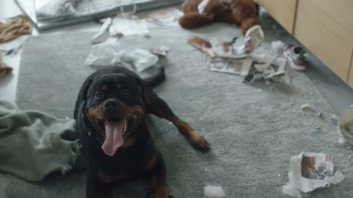 Hond Keizer maakt indruk op de set: 'Niet volledig geacteerd' 