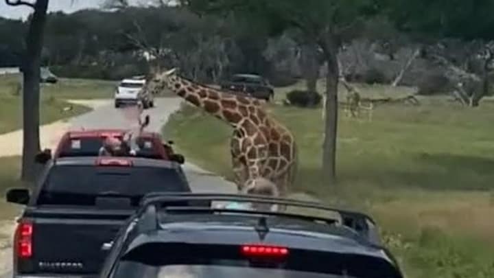 Gulzige giraf tilt Amerikaanse peuter uit auto tijdens safari