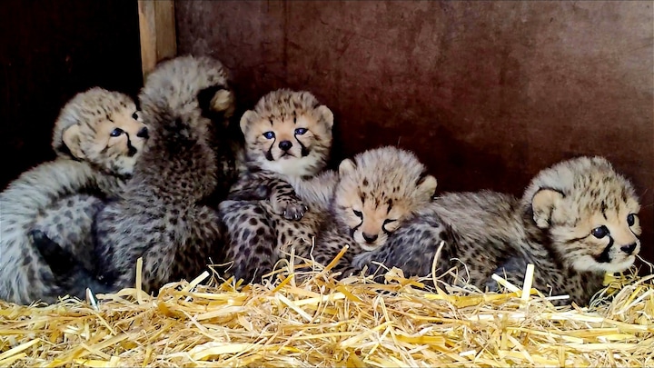 Klein en pluizig: cheetawelpjes Beekse Bergen voor het eerst buiten