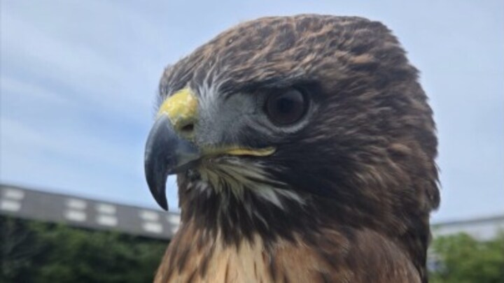 Brutale buizerd valt voorbijgangers aan: 'Zet pet en bril achterstevoren op'