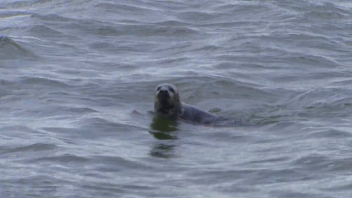Turismo, ovejas y, sobre todo, muchas focas en Texel: «Es realmente parte de ello»