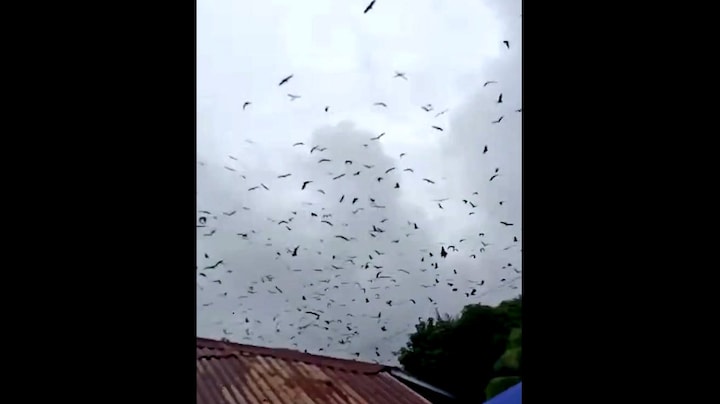 Enorme zwerm vleermuizen kondigde komst zware tyfoon aan