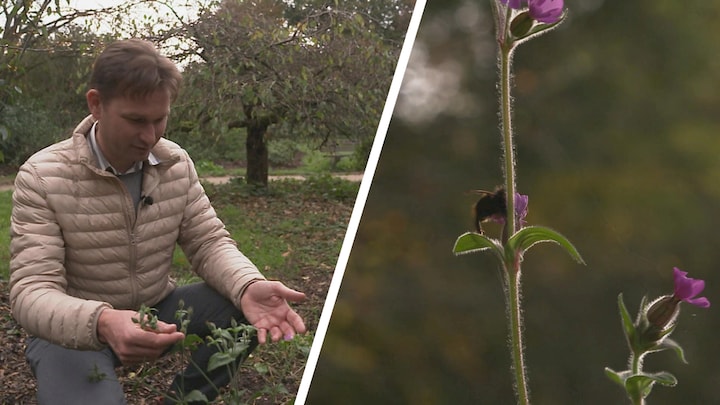 Bloeiende bloemen, zoemende bijen en overal onkruid: 'Echt niet normaal'