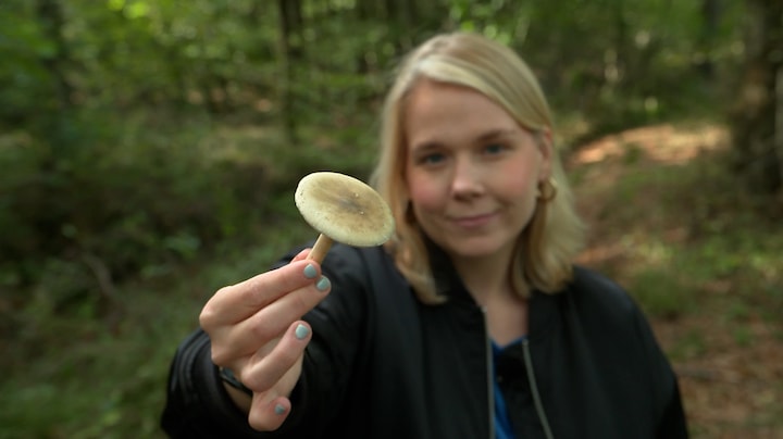 Dode door giftige paddenstoel: zo herken je hem