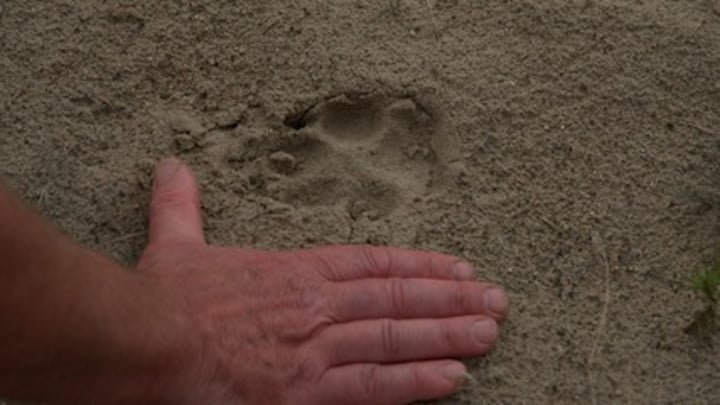 Op pad om de probleemwolf op te sporen: 'De sporen zijn verdwenen’