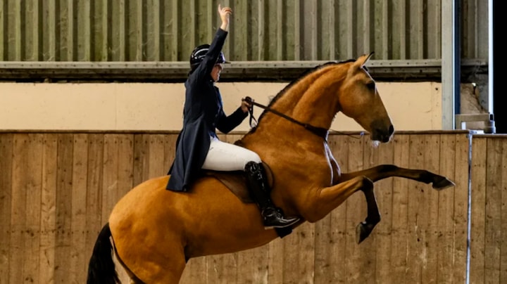 Geen teugels, geen hoofdstel: Daantje stuurt paard met haar lichaam