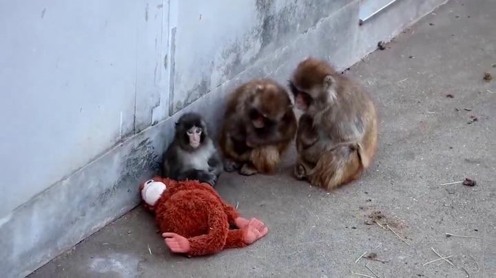 Nieuwe beelden: verstoten aapje Punch maakt vrienden