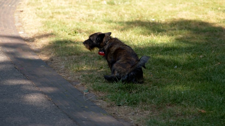 Boete voor je plassende hond? 'Ik vind het overdreven'