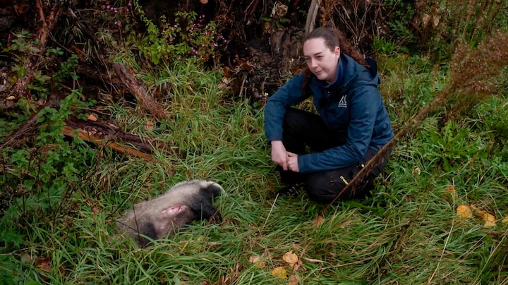 Om deze reden worden er in dit bos dode dieren neergelegd