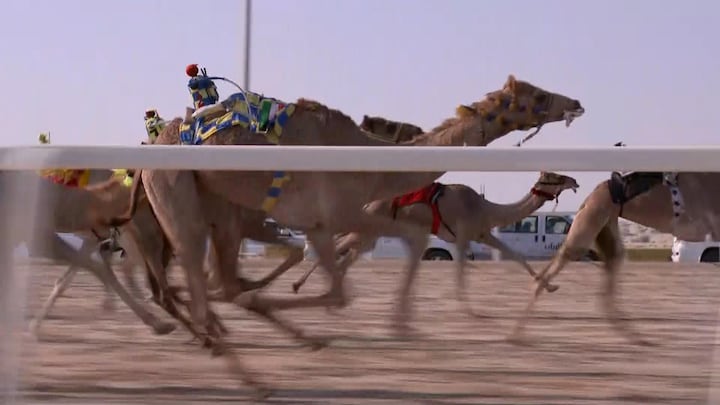 Op afstand bestuurbare kamelen racen door woestijn Qatar
