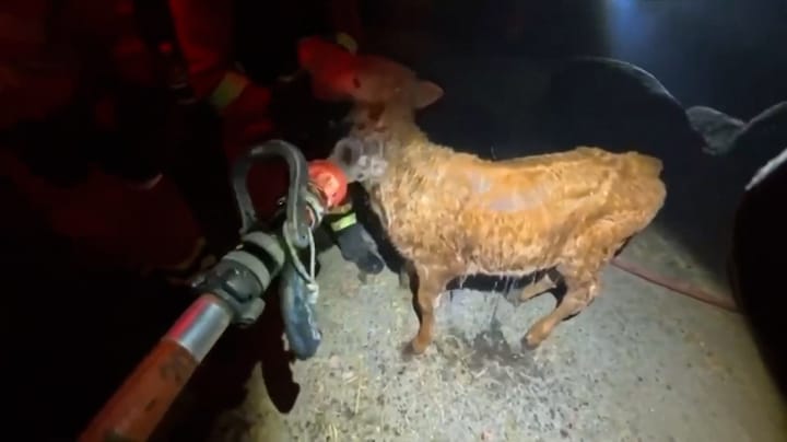 Spaanse brandweer redt kudde uitgeputte koeien van branden 