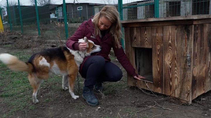 Honderd Hollandse hokken naar het front: veilige plek voor Oekraïense honden