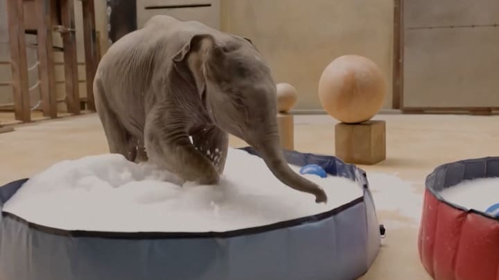 Babyolifant Linh Mai steelt harten in dierentuin Washington