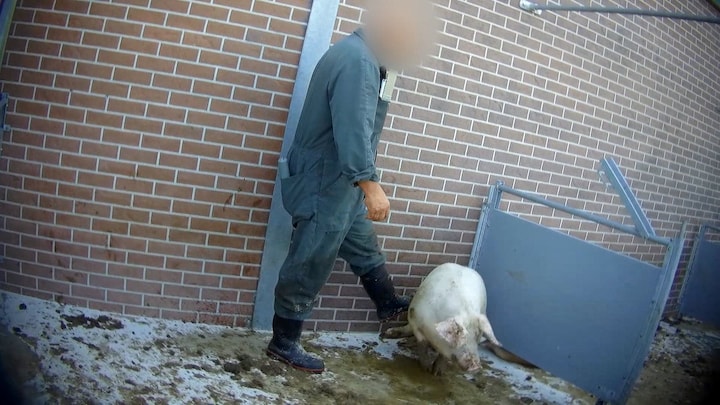 Dierenleed gefilmd: kreupel varken wordt geschopt en op transport gezet