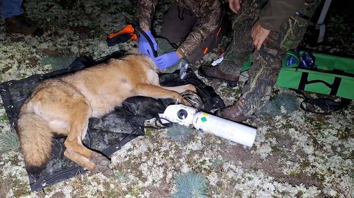  Eerste wolf in Nederland gezenderd: 'Voorkomen dat het probleemwolf wordt'