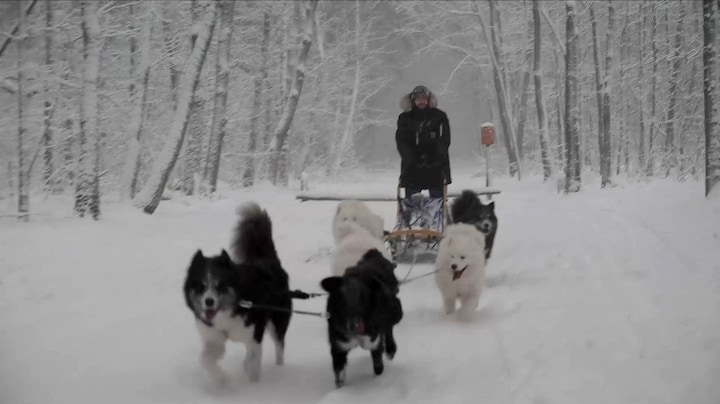 Van modder naar winterwonderland: sledehonden razen door Veluwse sneeuw