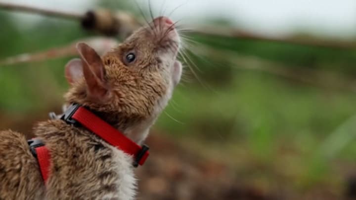 Deze ratten sporen in Cambodja dodelijke mijnen op: 'Al 20.000 doden'