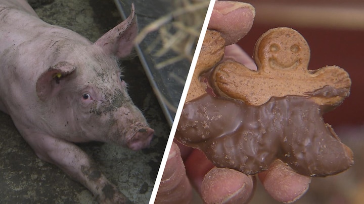 Kerstkoekjes als varkensvoer: 'Ze willen verwend worden'