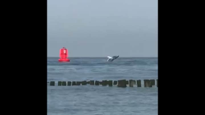 Bultrug springt uit het water voor de Zeeuwse kust
