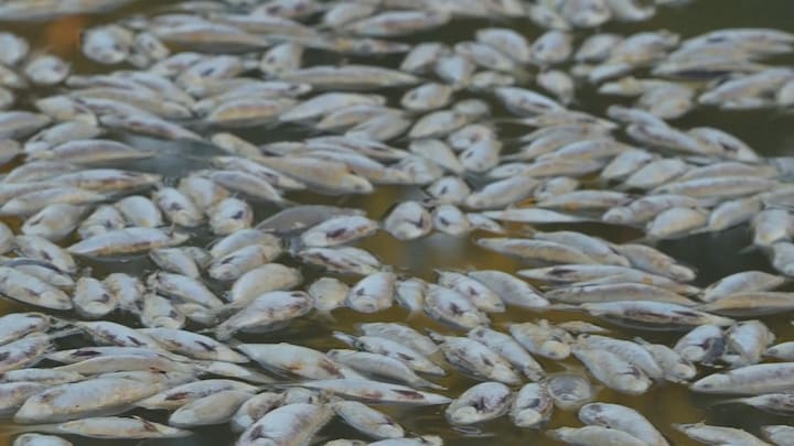Miljoenen dode vissen blokkeren Australische rivier: 'Stinkt enorm'