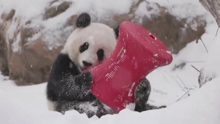 Extreem winterweer in VS: voor deze panda's is het feest